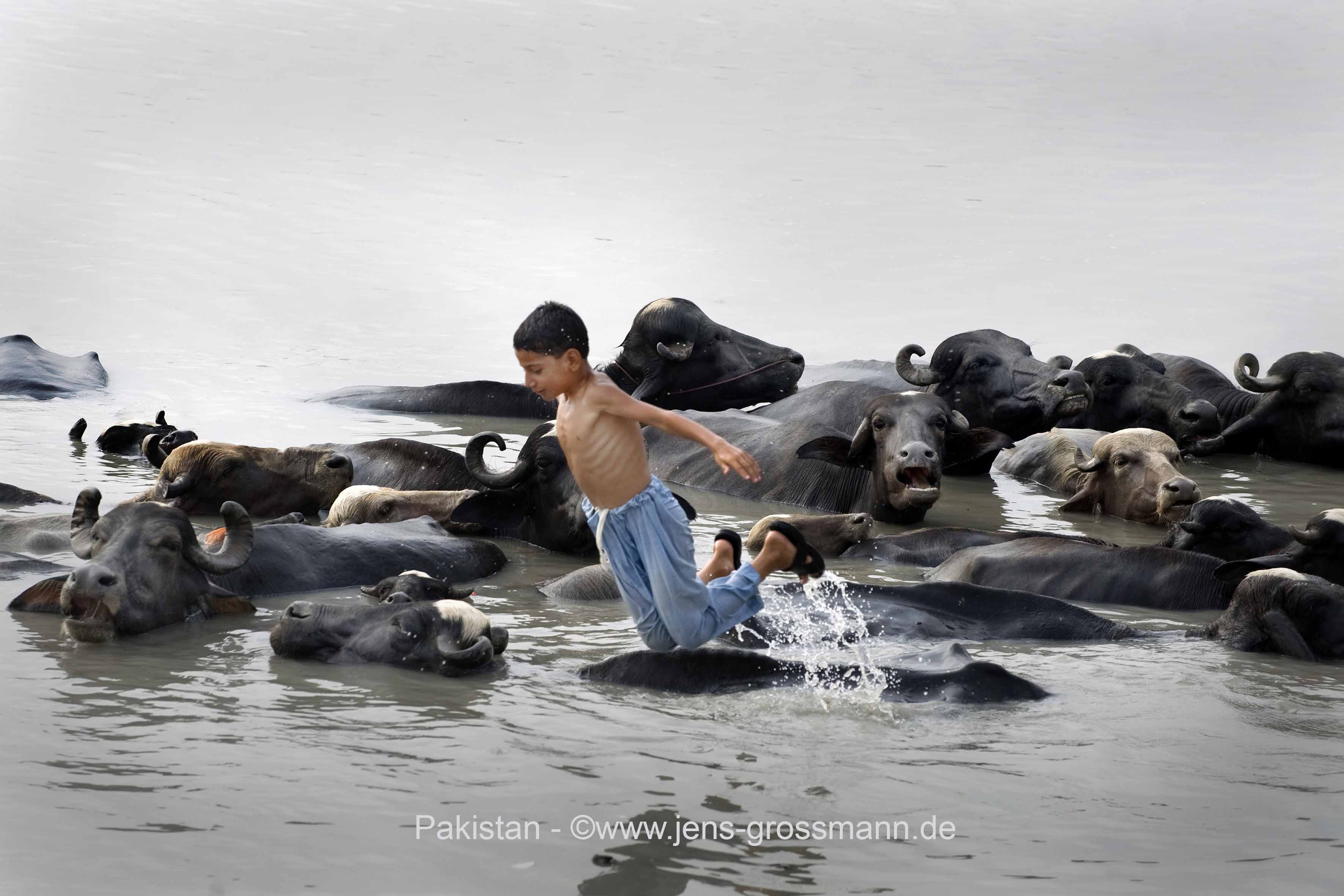 Pakistan, Peshawar, Pir Sabaq, Junge mit Viehherde in Wasser