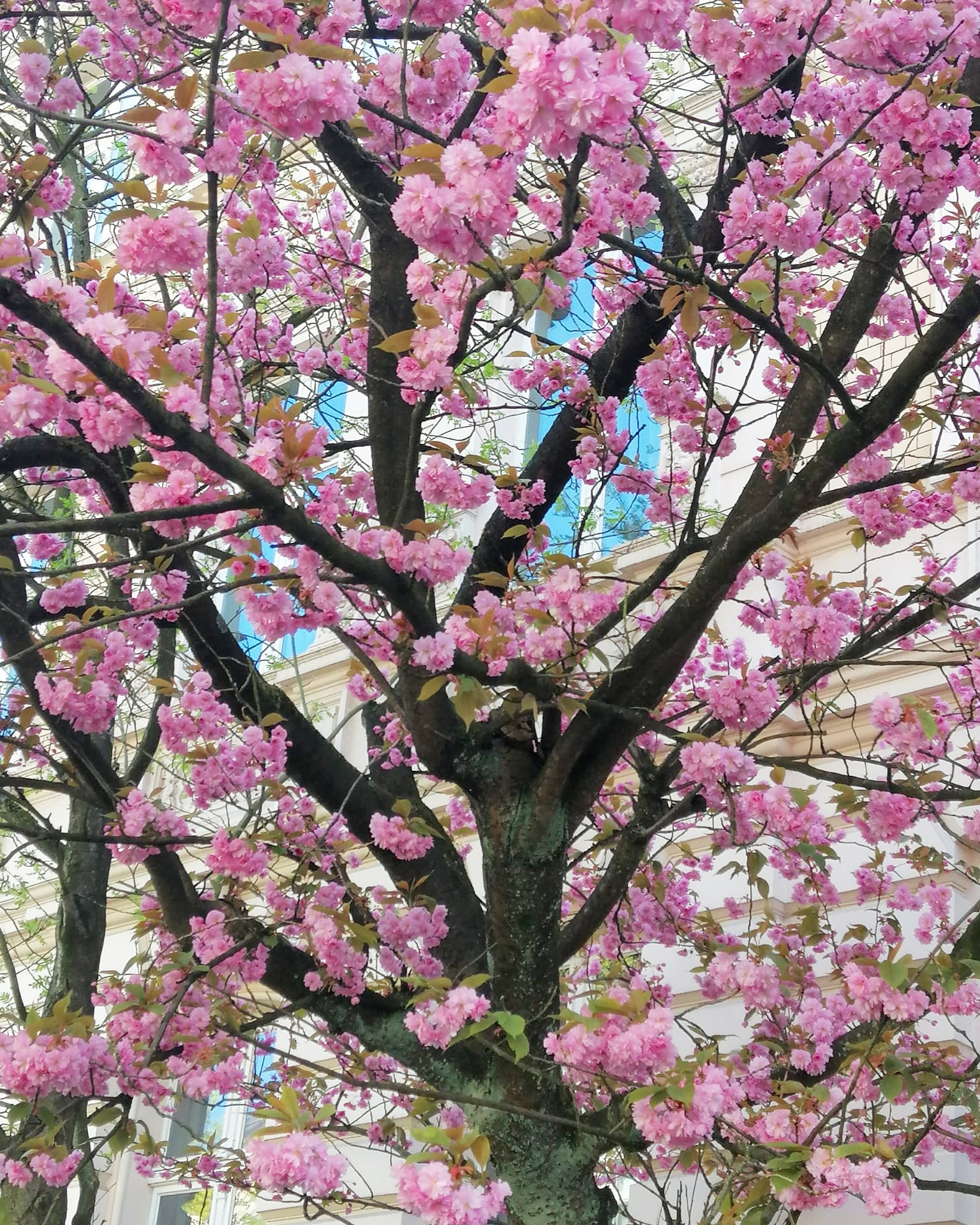 Spring in Wuppertal © Çiğdem Gül