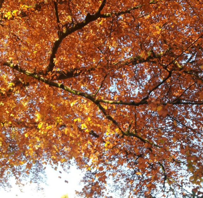 © Çiğdem Gül_Autumn in Wuppertal_Germany_2