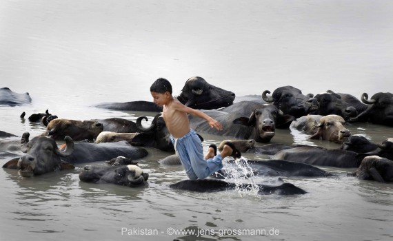 Pakistan, Peshawar, Pir Sabaq, Junge mit Viehherde in Wasser