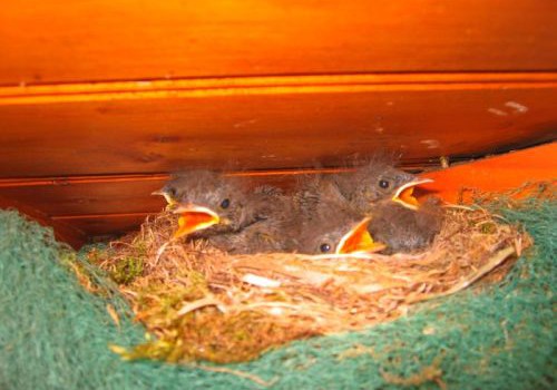 Bettina Vogel _ Vögel auf Dachstuhl in der französischen Atlantikküste