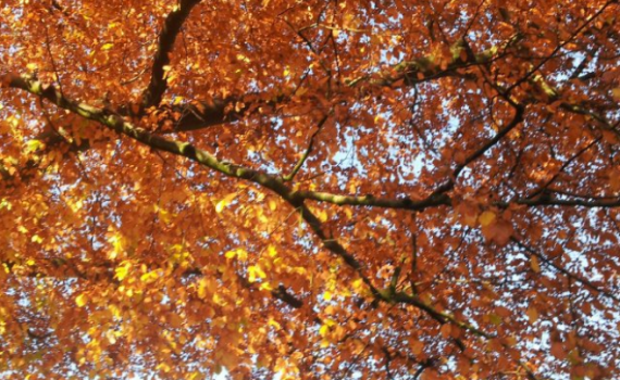 © Çiğdem Gül_Autumn in Wuppertal_Germany_2