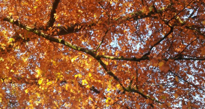 © Çiğdem Gül_Autumn in Wuppertal_Germany_2